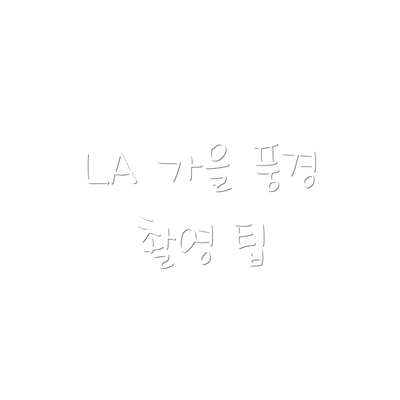 LA 가을 풍경 촬영 팁