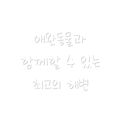 애완동물과 함께할 수 있는 최고의 해변