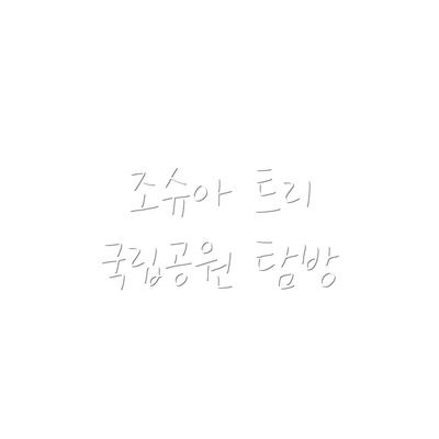 조슈아 트리 국립공원 탐방