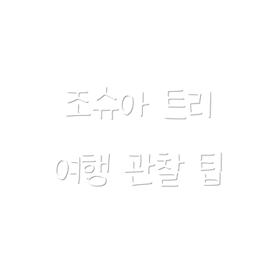 조슈아 트리 여행 관찰 팁